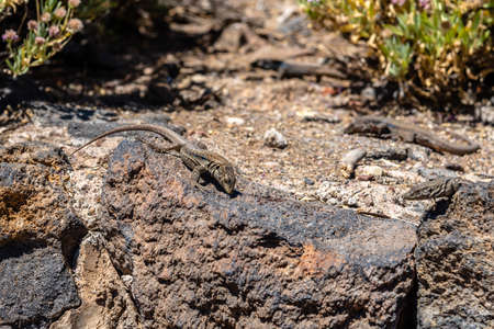 Tenerife lizards, Gallotia gallot in Canary Islands