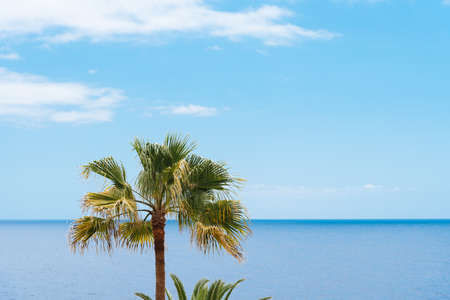 Beautiful tropical island with palm tree and oceanの写真素材