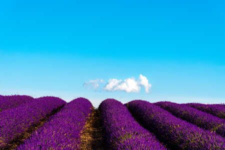 Purple Lavender Fields and lonely cloud on blue sky. Summer sunset landscape in Brihuegaの写真素材