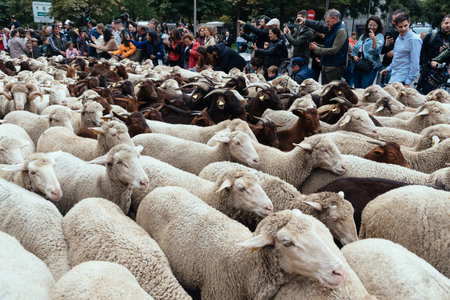 Flock of sheep walking along Madrid during the Transhumance Festivalのeditorial素材