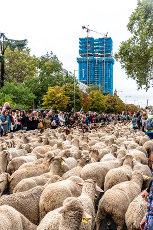 Flock of sheep walking along Madrid during the Transhumance Festivalのeditorial素材