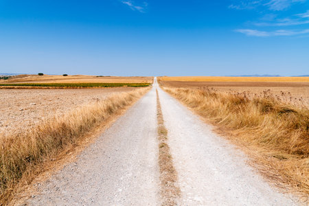 Dirt road through huge grain fields in the morning in summertime