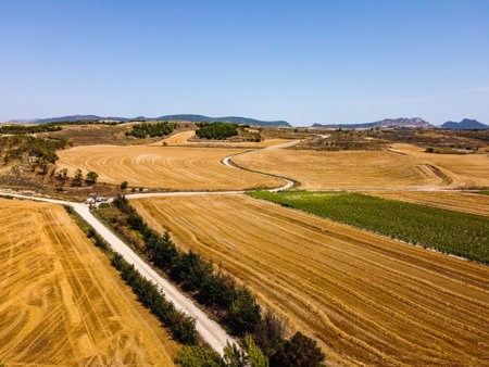 Dirt road through huge grain fields in the morning in summertimeの写真素材