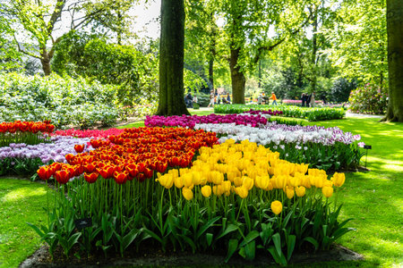 Tulips Blooming At Keukenhof Gardens near Amsterdam at springtimeのeditorial素材