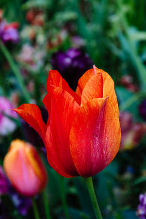 Colorful spring fresh dutch tulips. Red colors