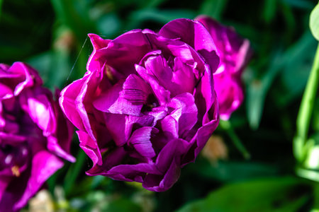 Colorful spring fresh dutch tulips. Pinkcolorsの写真素材