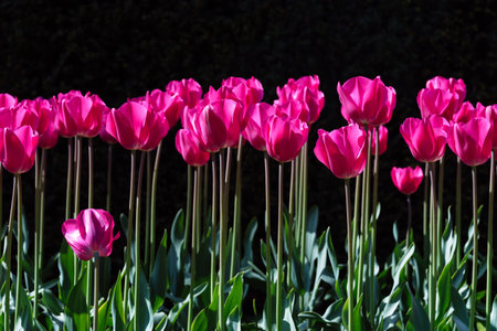 A stunning photo capturing rows of tall pink tulips standing tall in a sea of lush green fieldの写真素材