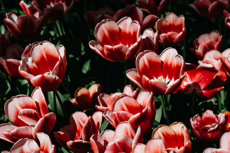 Colorful spring fresh dutch tulips. Assorted colorsの写真素材