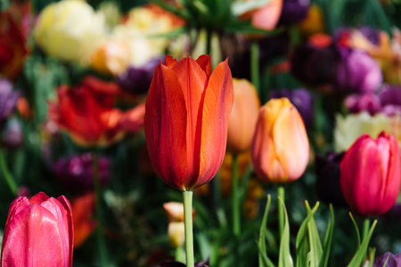 Field with assorted colors tulips. Colorful spring fresh dutch tulips. Nature background, red colorの写真素材