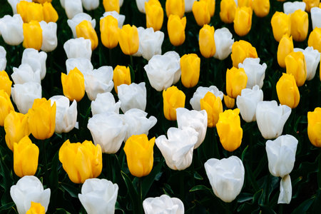 Colorful spring fresh dutch tulips. Assorted colorsの写真素材