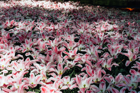 Colorful spring fresh dutch tulips. Assorted colors