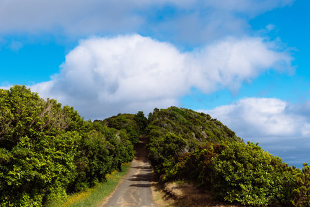 Monte Brasil trail path in Angra do Heroismoの写真素材