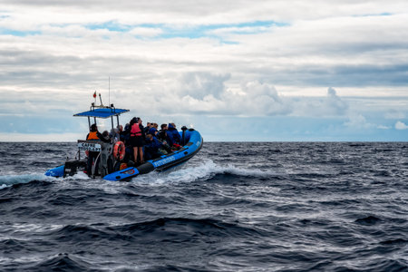 Whale and Dolphins watching boat in Sao Miguel Island
