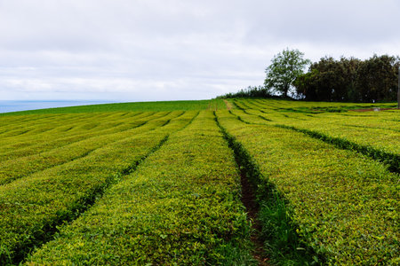 Tropical tea plantation in Sao Miguel Island, Azores, Portugal. Tea plantation in Porto Formoso....