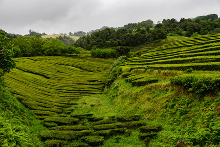 Tropical tea plantation in Sao Miguel Island, Azores, Portugal. Tea plantation in Porto Formoso....