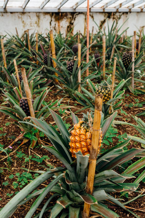 Pineapple plantation in a Greenhouse at Sao Miguel island of the Azores.の写真素材