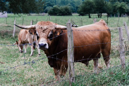 A brown bull and a cow graze peacefully behind a barbed wire fence in the Saja River valley in Cantabria, Spain.の写真素材