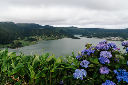 Scenic view of a lake surrounded by lush green hills and vibrant blue hydrangeas in Sao Miguel, Azores.の写真素材