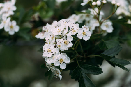 Hawthorn tree blossoms showing delicate white petals with yellow and black centers, symbolizing spring, renewal, and natural beauty