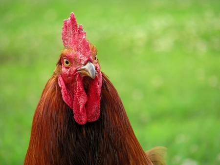 Glaring rooster mug shot