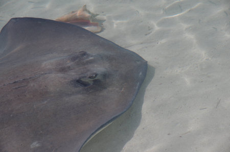 Stingray and Conch Shellの写真素材