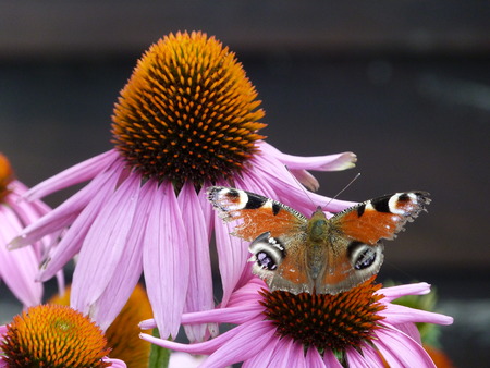 Butterfly on the flowerの写真素材