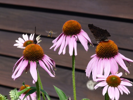 butterfly and beeの写真素材