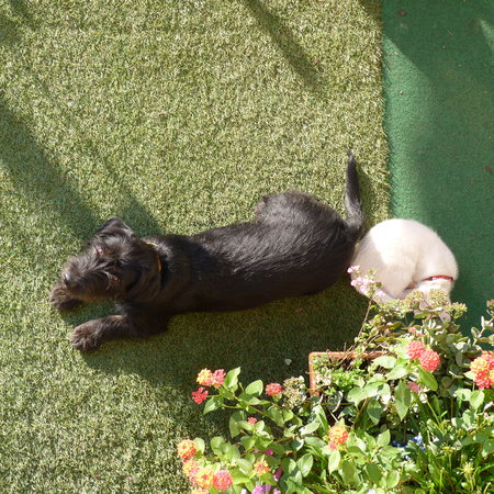 dog and catの写真素材