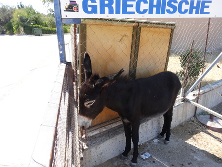 Donkey in the shadowの写真素材