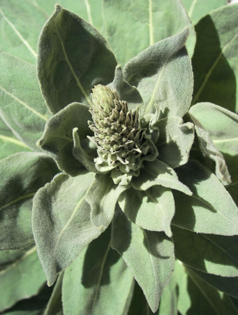 arizona indian toilet paper (mullein)