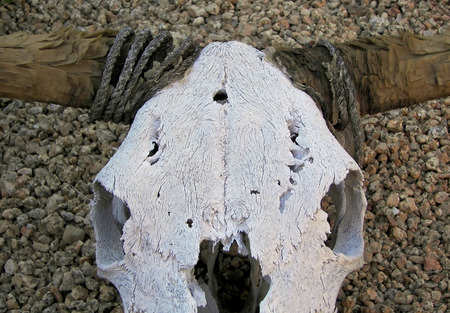 steer skull in phoenix gardenの写真素材