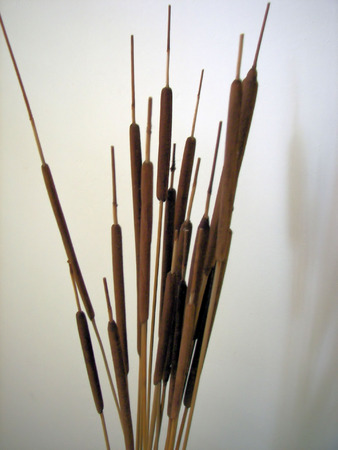 cat tail arrangementの写真素材