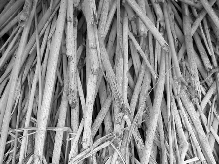 jungle plant roots - hawaiiの写真素材