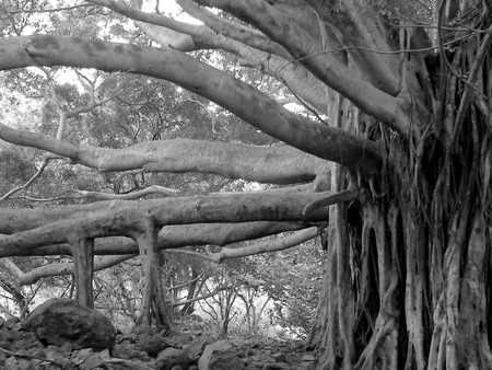 banyon black and white - seven sacred pools np, mauiの写真素材