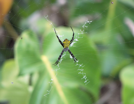 x marks the banana spider (writing spider) - hawaiiの写真素材