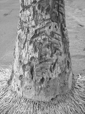 hula tree - hawaiiの写真素材