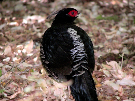 male pheasant in hawaii - volcanos national parkの写真素材