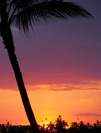 sunset palm - kona, hawaiiの写真素材