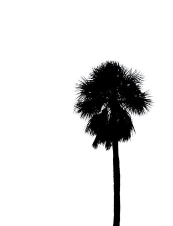 palm silhouetteの写真素材