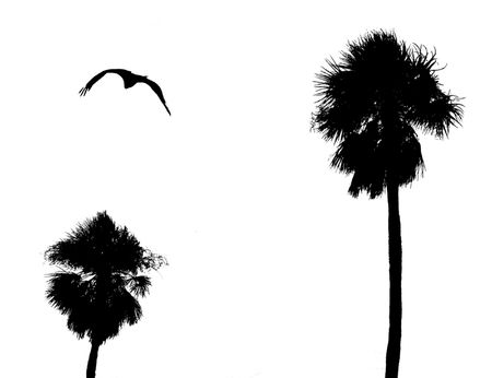 palms and bird silhouete graphicの写真素材
