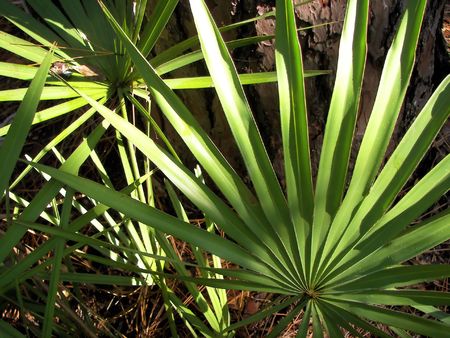 florida palm の写真素材