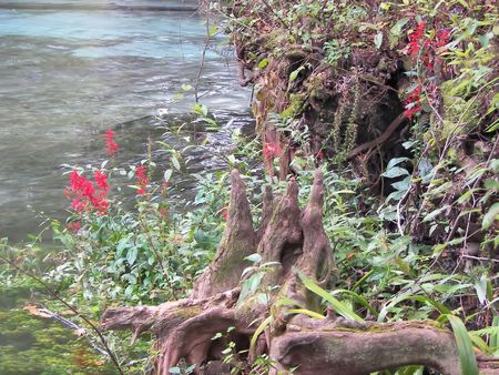 flowers and clear spring water - ginnie springs, flの写真素材