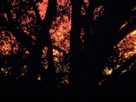 surreal sunset through treesの写真素材