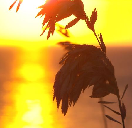 sea oats and florida sunsetの写真素材