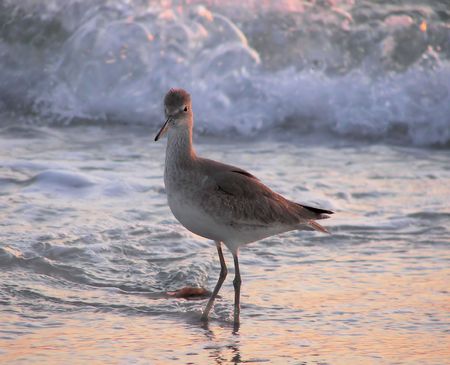 sand piper at duskの写真素材