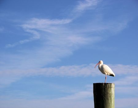 white ibis on beautiful blue skiesの写真素材