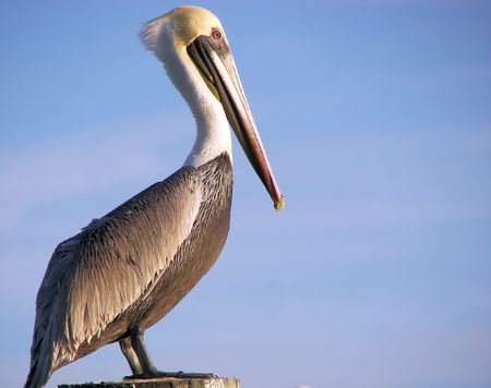 proud pelicanの写真素材