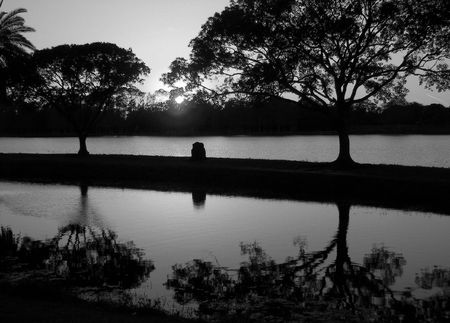 oak silhouettesの写真素材