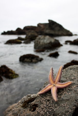 tidal pool starfish waving - californiaの写真素材