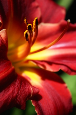 floral close up の写真素材